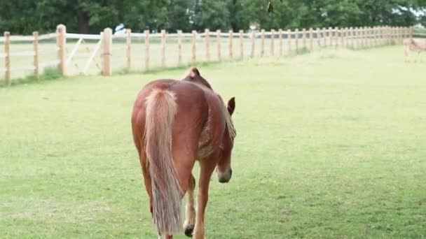 Лошади Пасутся Едят Зеленую Траву Ферме Высококачественные Кадры — стоковое видео
