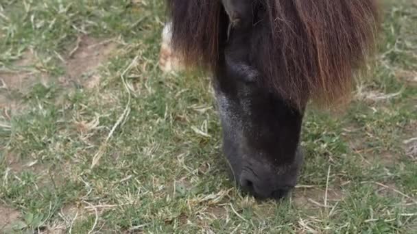 Лошади Пасутся Едят Зеленую Траву Ферме Высококачественные Кадры — стоковое видео