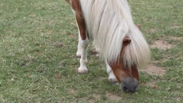 Cavallo Pascolo Mangiare Erba Verde Azienda Filmati Alta Qualità — Video Stock