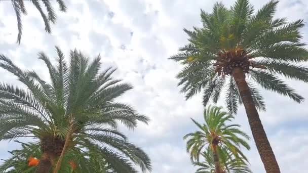 Sea Blue Sky Seascape Holidays Concept High Quality Footage — Stock Video