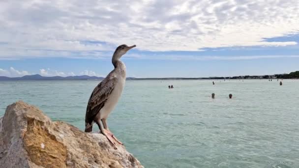 Морской Баклан Камне Море Высококачественные Кадры — стоковое видео