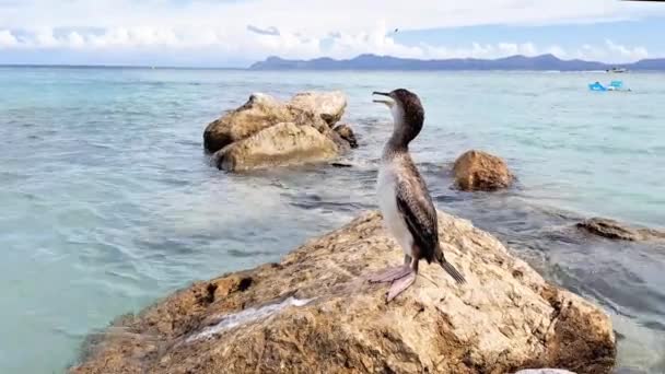 海の石の上の3番目のコルモアント 高品質の4K映像 — ストック動画