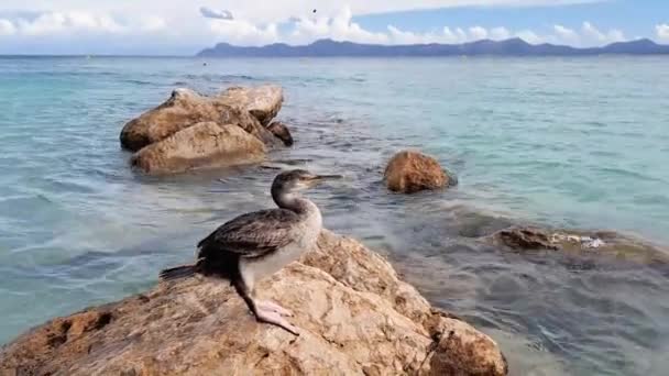 海の石の上の3番目のコルモアント 高品質の4K映像 — ストック動画