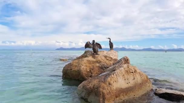 Морской Баклан Камне Море Высококачественные Кадры — стоковое видео