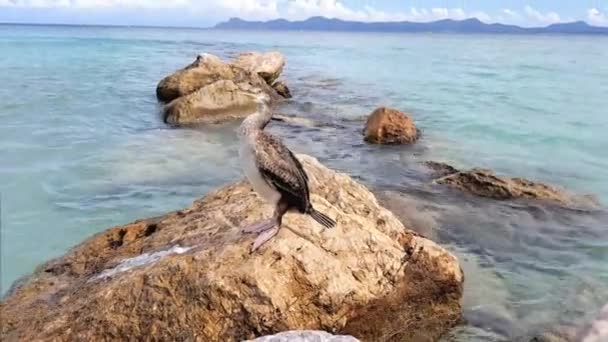 Mořský Kormorán Kameni Moři Vysoce Kvalitní Záběry — Stock video