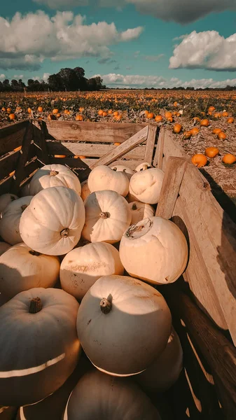 Orange Pumpkins Farm Pumkin Season Autumn High Quality Photo — Stock Photo, Image