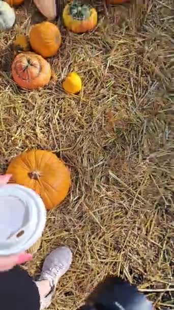 Balkabağı Çiftliğinde Bir Sürü Portakal Kabağı — Stok video