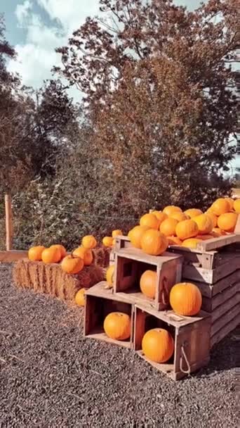 カボチャ農場のオレンジ色のポンプキンがたくさん — ストック動画