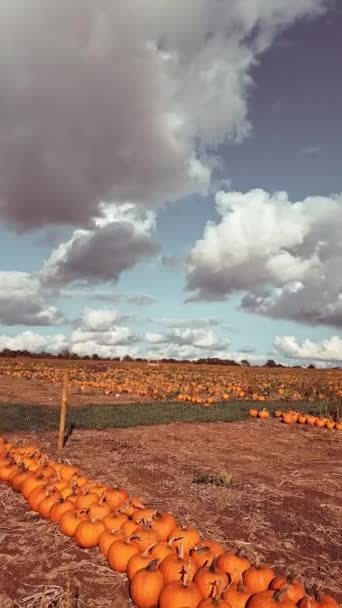 Sok Narancs Tök Sütőtök Farmon — Stock videók