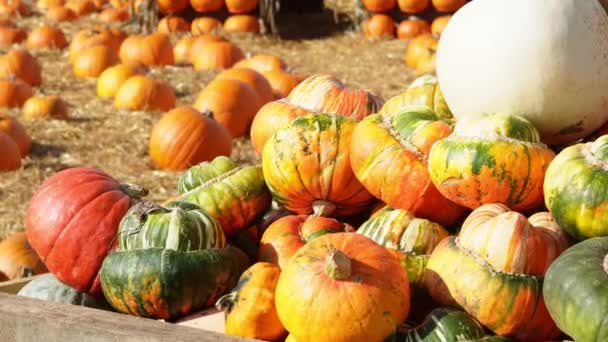 農場のオレンジカボチャ 秋のポトキンシーズン — ストック動画