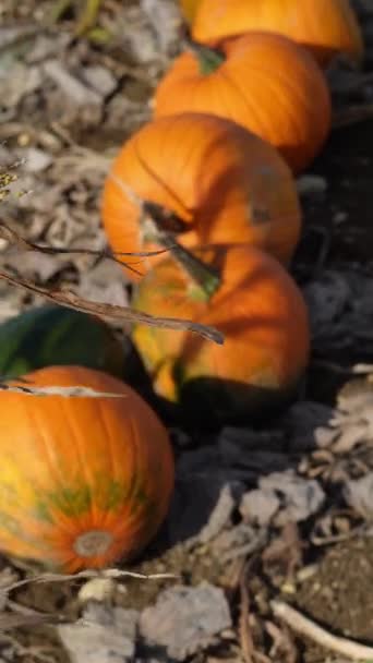 農場のオレンジカボチャ 秋のポトキンシーズン — ストック動画