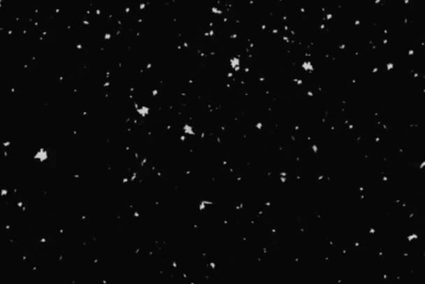 Nieve Cayendo Sobre Espacio Copia Fondo Negro Imágenes Fullhd Alta — Vídeo de stock