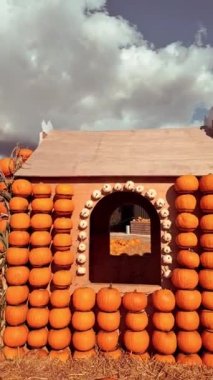 Balkabağı çiftliğinde bir sürü portakal kabağı.