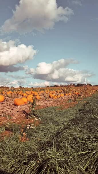 Balkabağı Çiftliğinde Bir Sürü Portakal Kabağı — Stok video