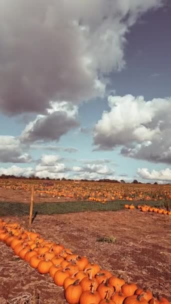 カボチャ農場のオレンジ色のポンプキンがたくさん — ストック動画