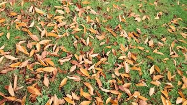 黄色和橙色的秋天树叶在公园的树上 秋天的季节 — 图库视频影像