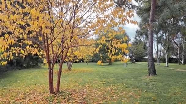 黄色和橙色的秋天树叶在公园的树上 秋天的季节 — 图库视频影像