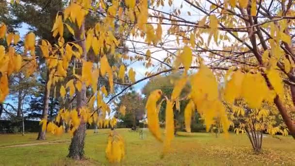 Gele Oranje Herfstbladeren Aan Boom Het Park Herfstseizoen — Stockvideo