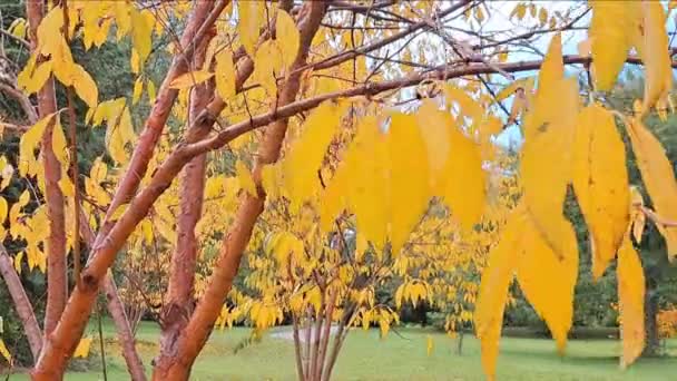 Жовте Оранжеве Осіннє Листя Дереві Парку Осінній Сезон — стокове відео