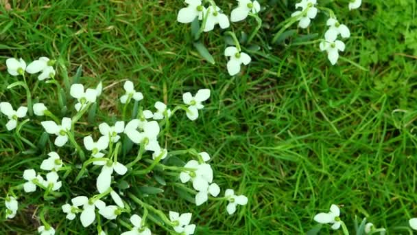 Tender Snowdrops Green Grass Spring — Stock Video