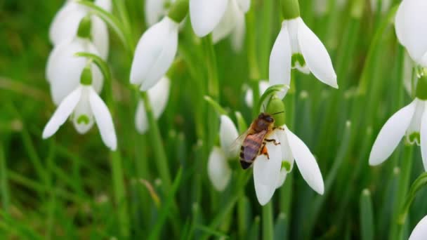 蜜蜂和柔嫩的雪花落在绿草上 — 图库视频影像
