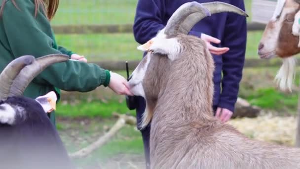 農場のヤギに餌を与える — ストック動画