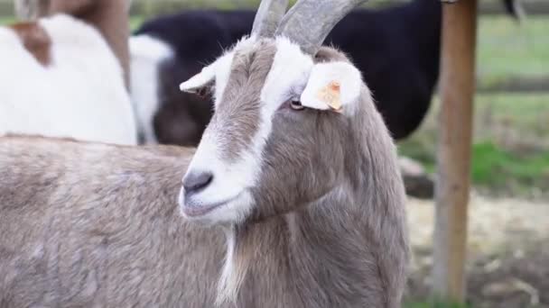 在农场里喂山羊 — 图库视频影像