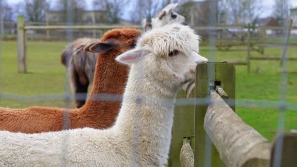 Lamas Farmie Pobliżu Ogrodzenia — Wideo stockowe