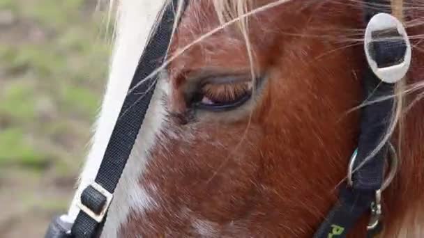 Zblízka Smutné Koňské Oko Kůň Farmě — Stock video