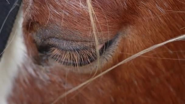 Zbliżenie Smutnego Końskiego Oka Konia Farmie — Wideo stockowe