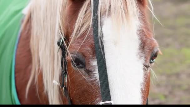 悲しい馬の目を閉じて 農場の馬 — ストック動画