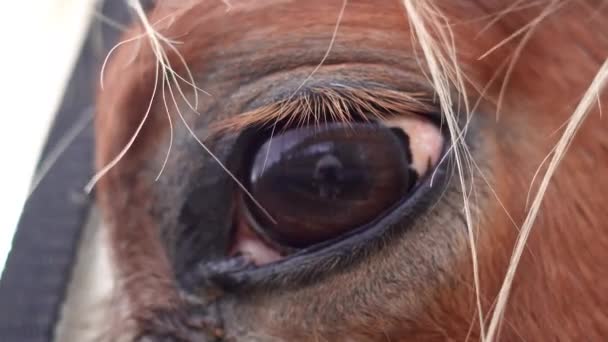Zbliżenie Smutnego Końskiego Oka Konia Farmie — Wideo stockowe