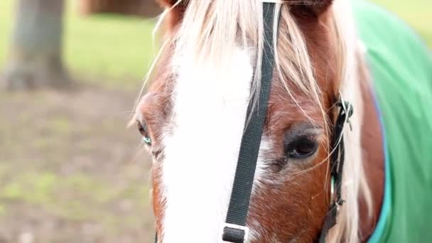 紧闭悲伤的马的眼睛 马在农场里 — 图库视频影像