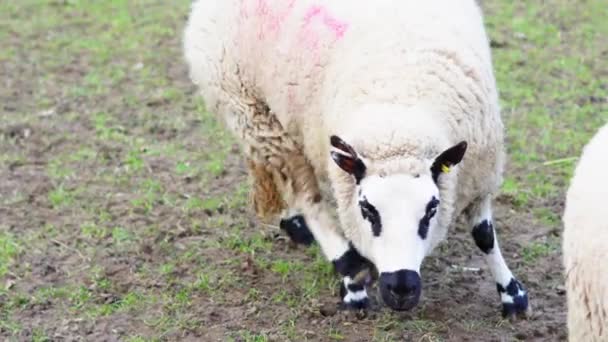 Close Sheep Farm — Stock Video