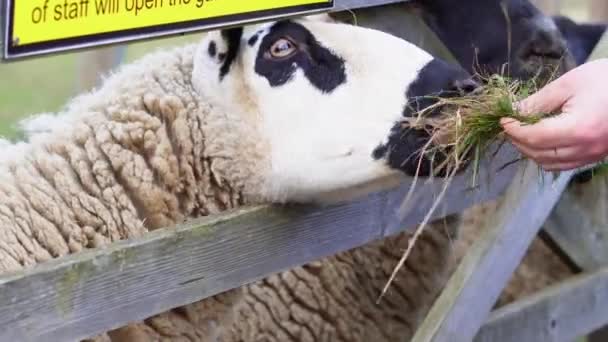 Primo Piano Delle Pecore Azienda — Video Stock