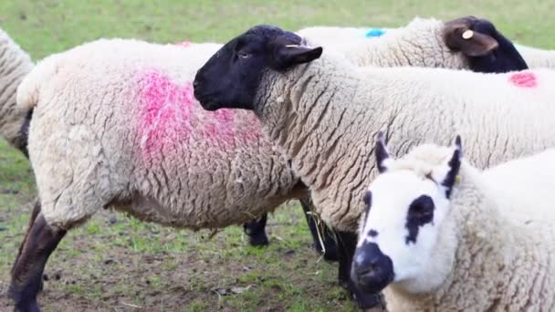 Close Sheep Farm — Stock Video