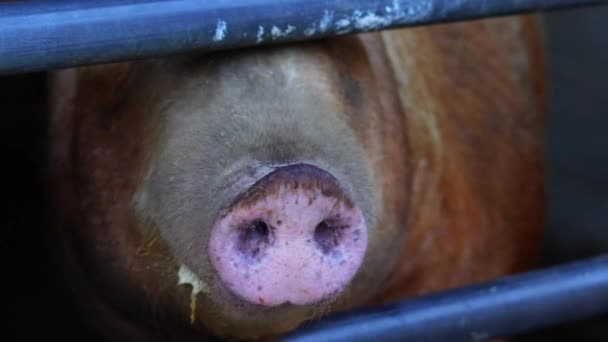 Close Pig Nose Snout — Stock Video