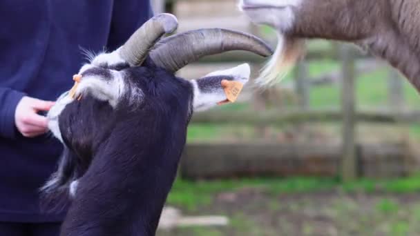 Feeding Goats Farm High Quality Footage — Stock Video