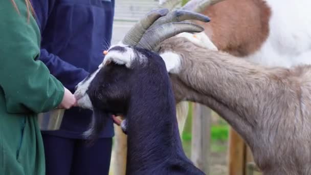 Feeding Goats Farm High Quality Footage — Stock Video