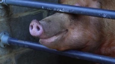 Domuzun burnunu kapat, pis burun. Yüksek kalite 4k görüntü