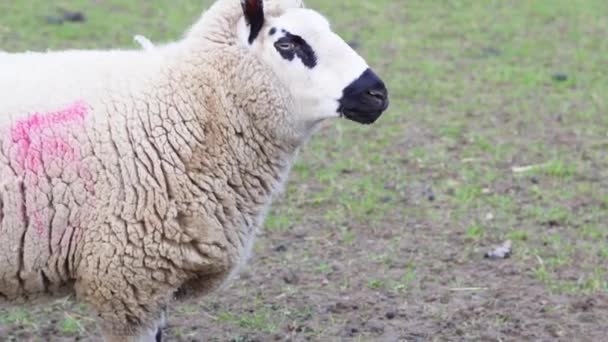 Çiftlikteki Koyunları Kapatın Yüksek Kalite Görüntü — Stok video
