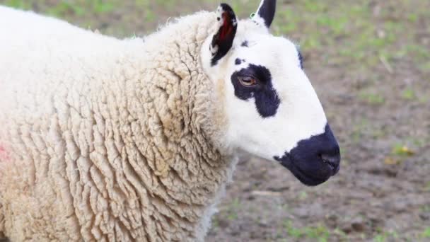 Près Des Moutons Ferme Images Haute Qualité — Video