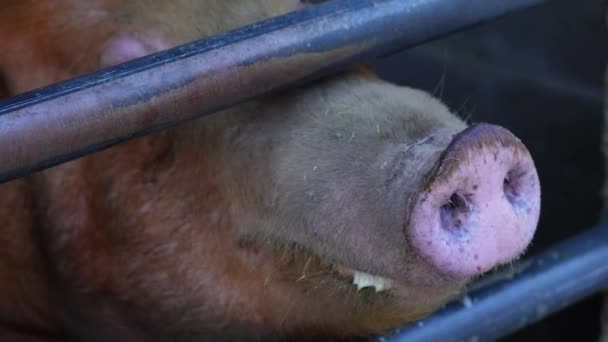 关闭猪的鼻子 肮脏的鼻涕 高质量的4K镜头 — 图库视频影像