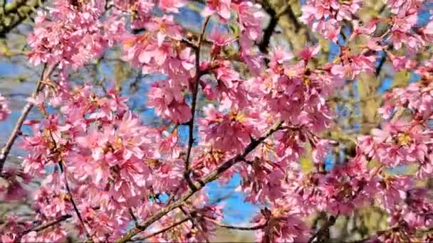 Розовые Цветущие Деревья Саду Весной — стоковое видео
