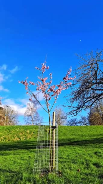 Розовые Цветущие Деревья Саду Весной — стоковое видео