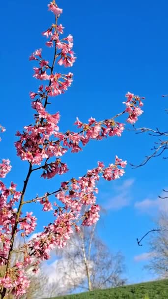 Árvores Rosa Florescendo Jardim Primavera — Vídeo de Stock