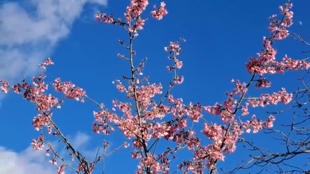 春天里花园里的粉红开花树 — 图库视频影像