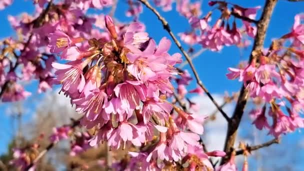 Rosa Blommande Träd Trädgården Våren — Stockvideo