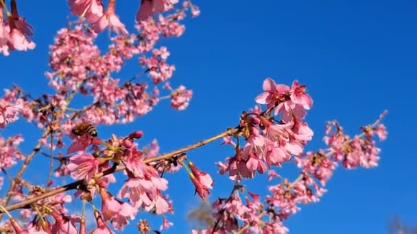 春天里花园里的粉红开花树 — 图库视频影像