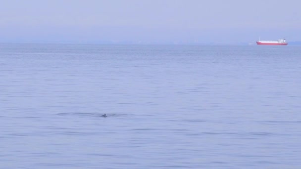 Nahaufnahme Von Delfinen Die Aus Blauem Meerwasser Springen — Stockvideo